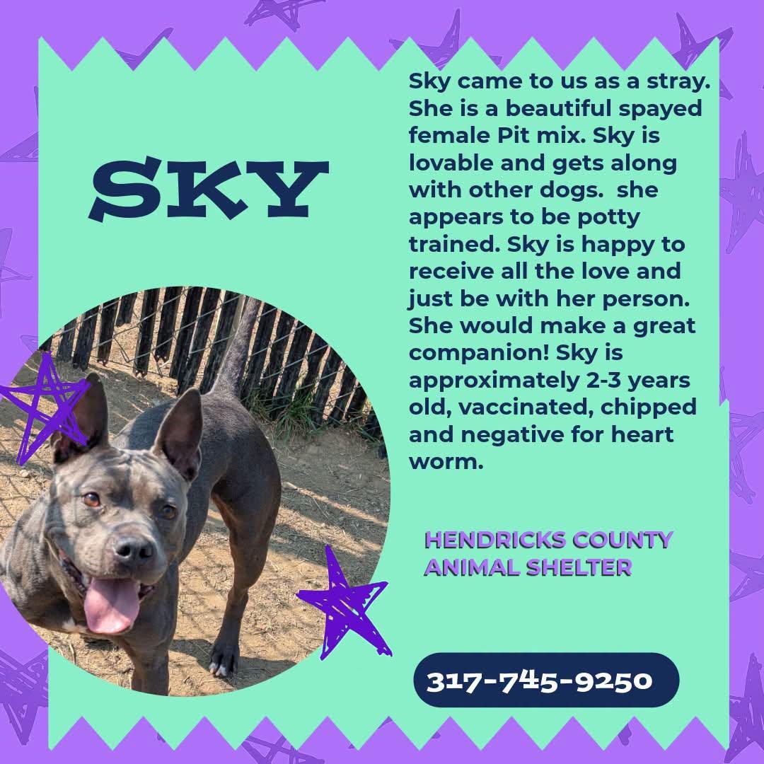 Enlarge Sky, a Adoptable mixed breed in Danville, IN image 1/1