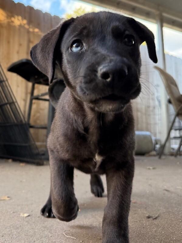 Enlarge Donato Artist, an adopted mixed breed in Vancouver, WA image 1/6