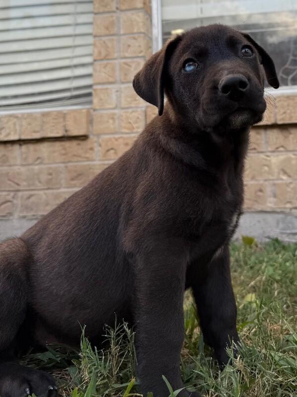 Enlarge Donato Artist, an adopted mixed breed in Vancouver, WA image 5/6