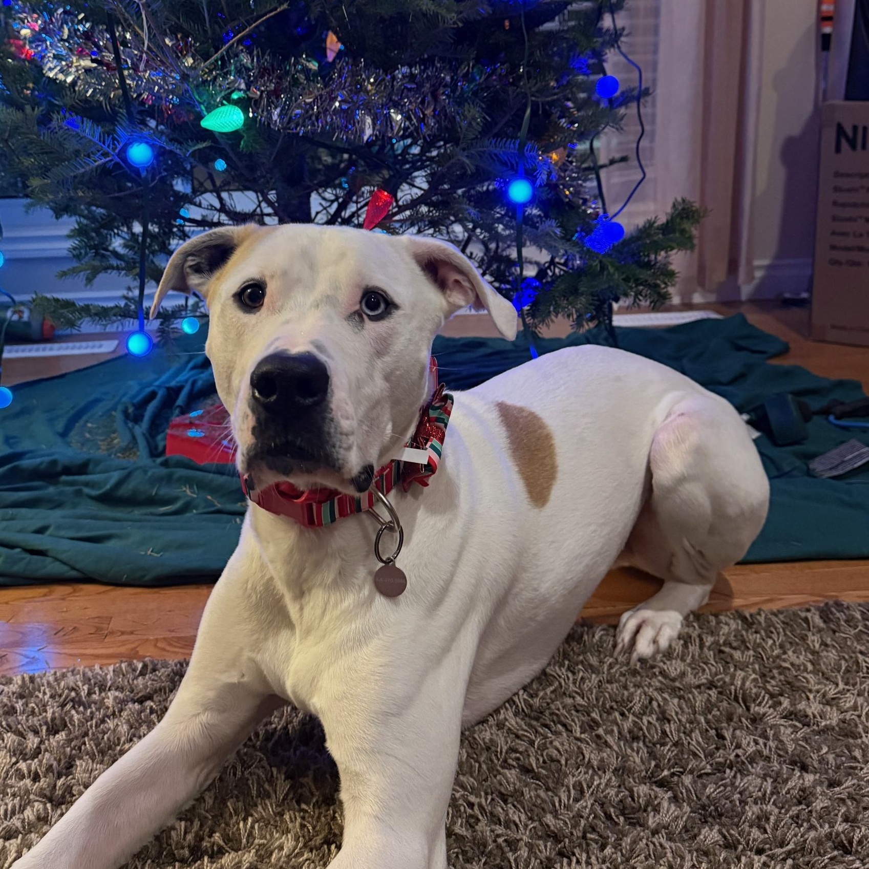 Enlarge Kingston, a Adoptable Mixed Breed in Saskatoon, SK image 1/6