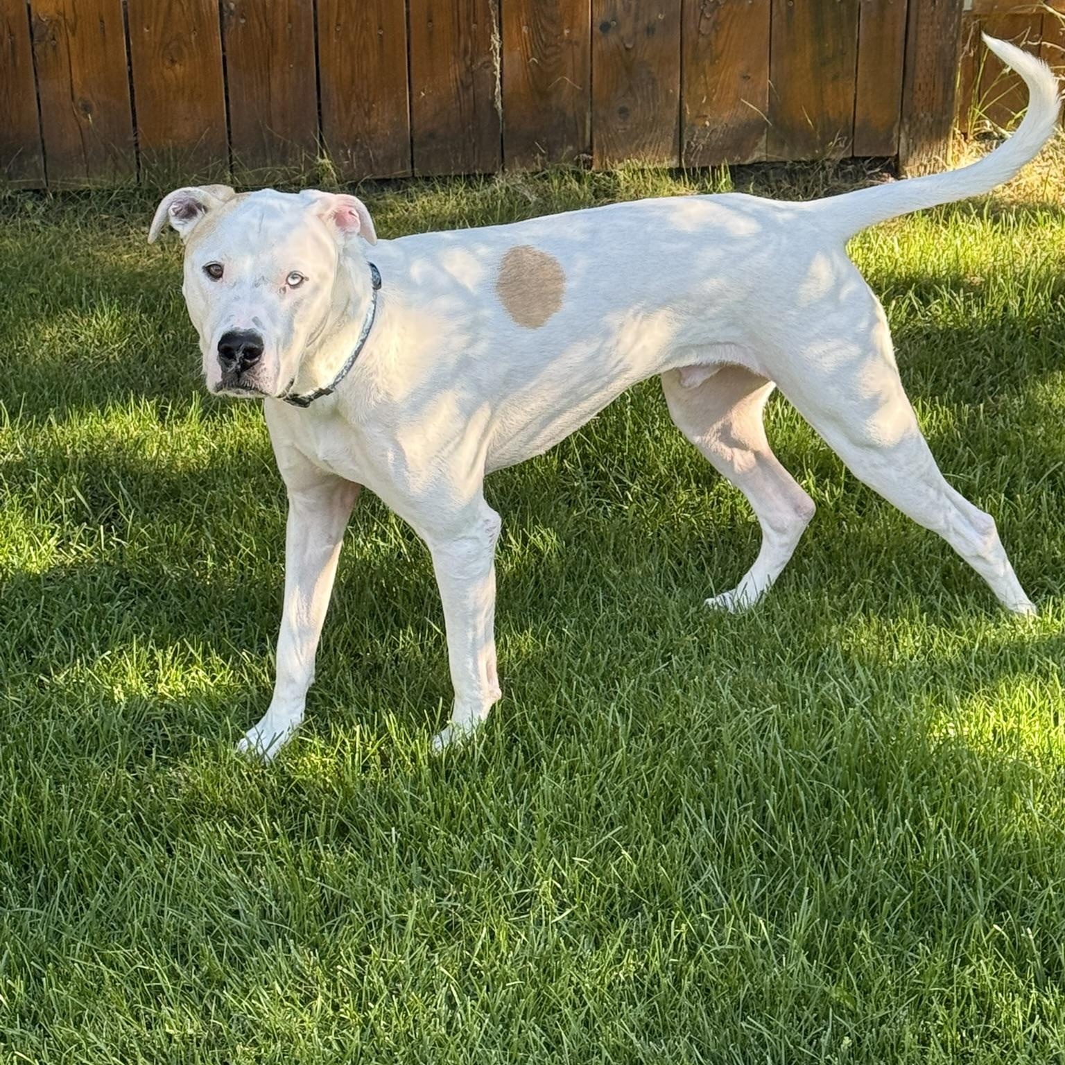 Kingston, a Adoptable Mixed Breed in Saskatoon, SK image 6/6