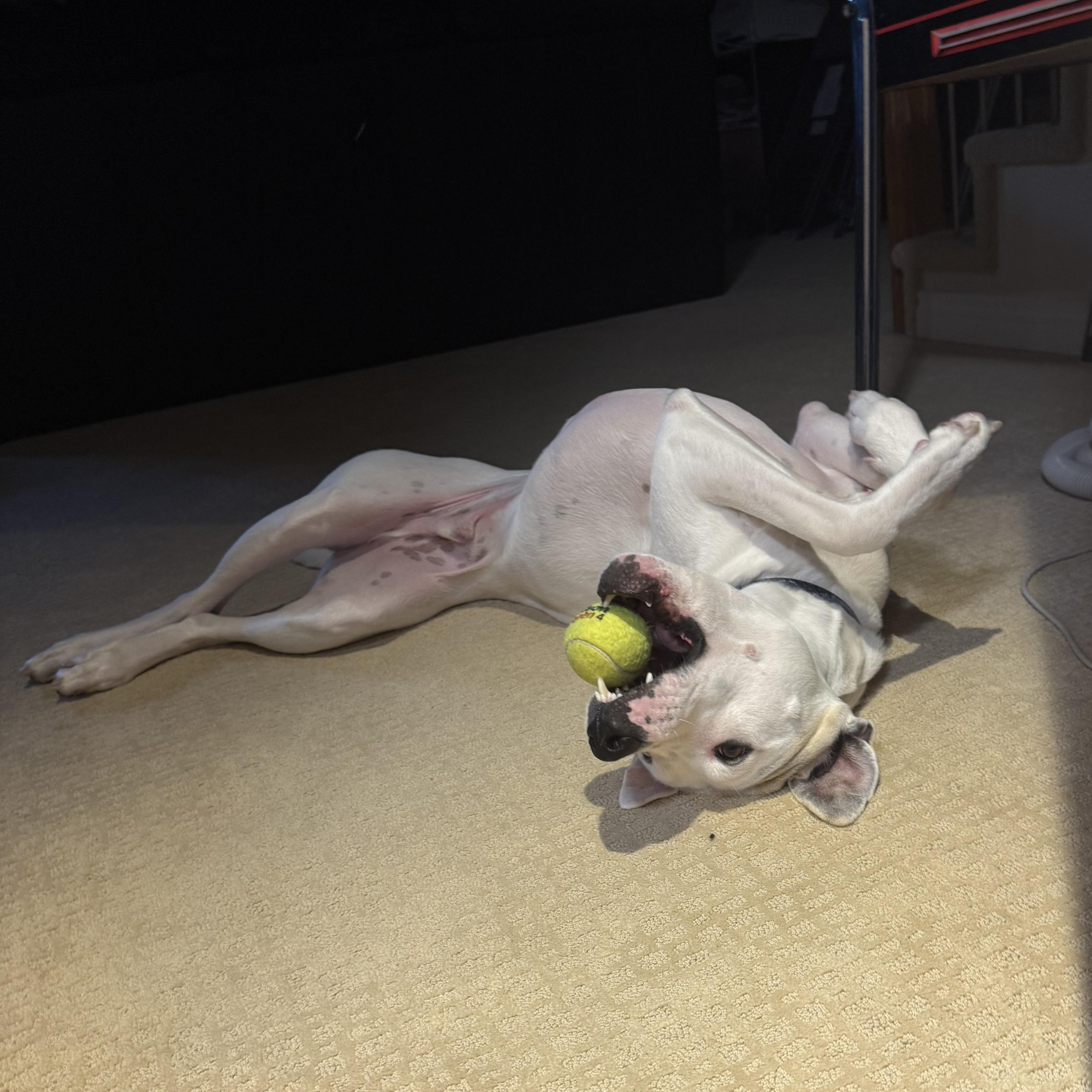 Kingston, a Adoptable Mixed Breed in Saskatoon, SK image 1/6