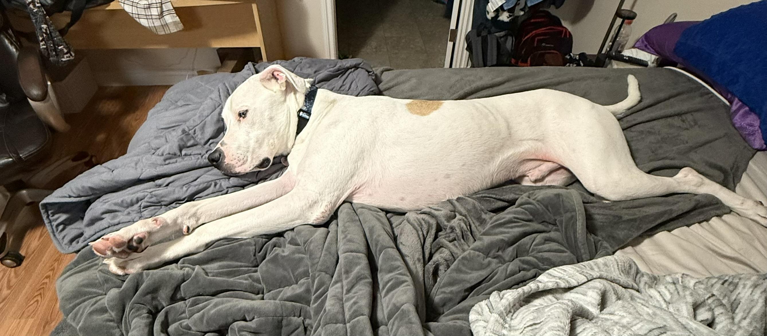 Kingston, a Adoptable Mixed Breed in Saskatoon, SK image 5/6