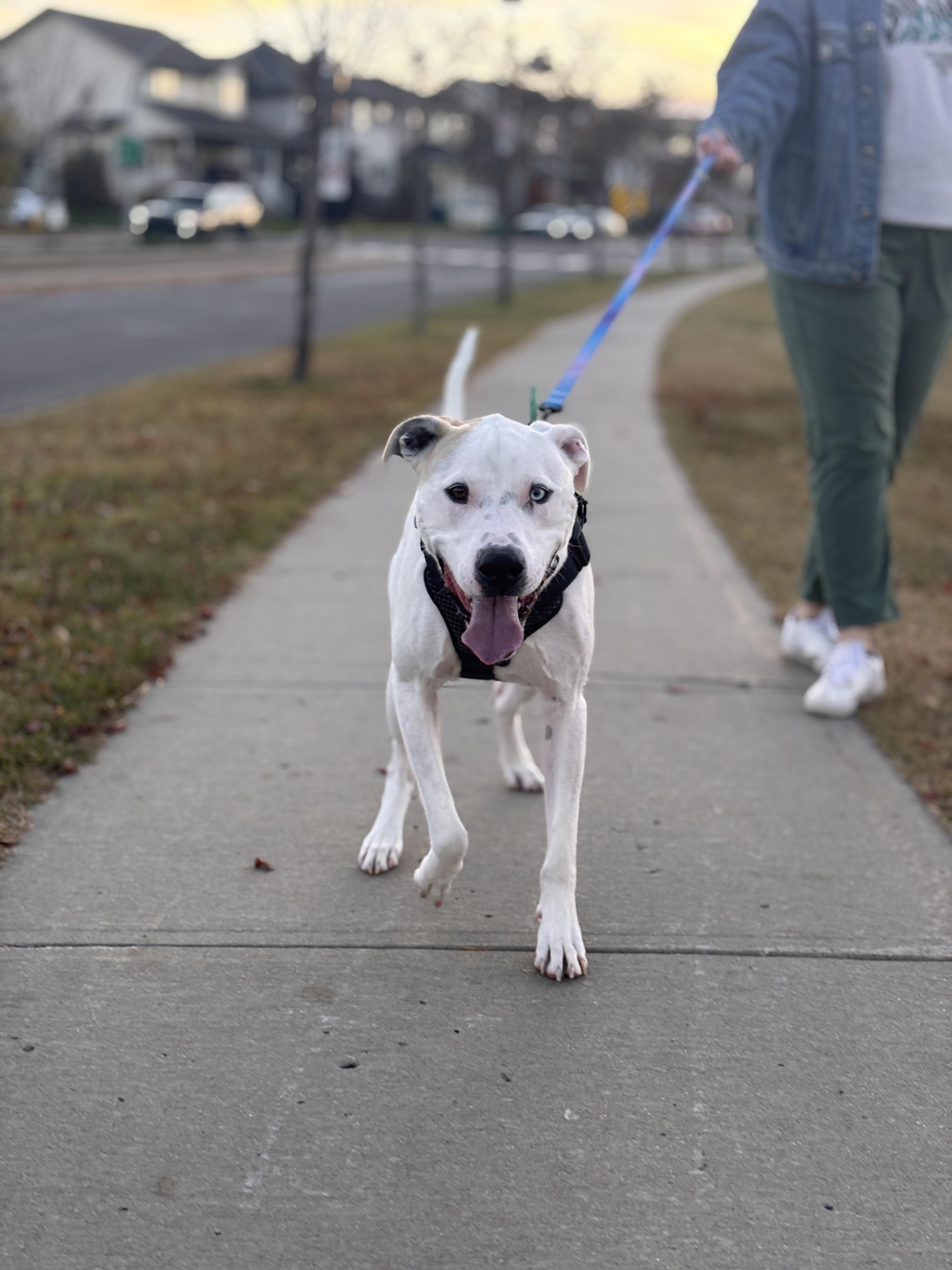Kingston, an adoptable Mixed Breed in Saskatoon, SK, S7H 0W2 | Photo Image 5