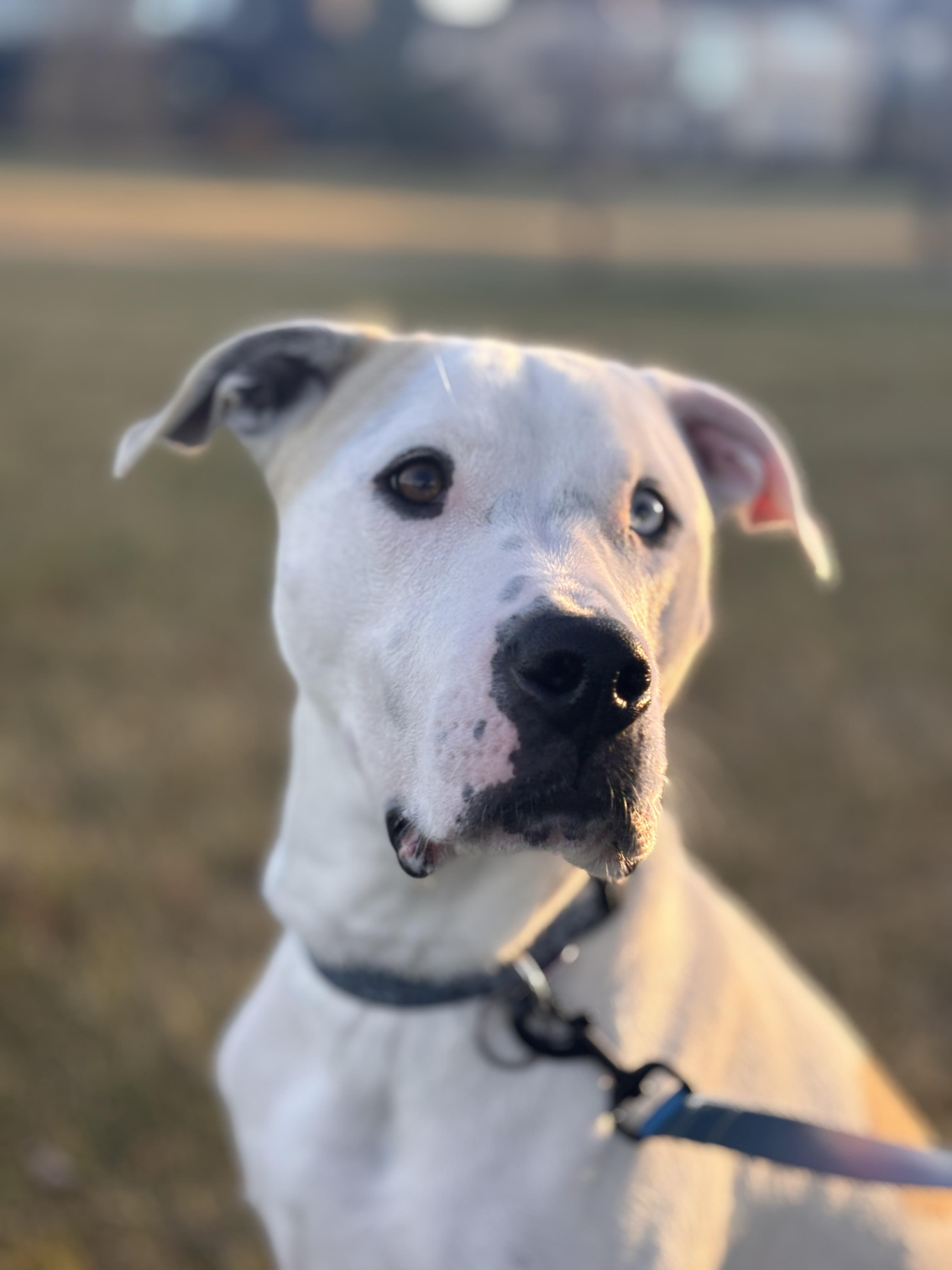 Kingston, Adoptable, Adult Male Mixed Breed.