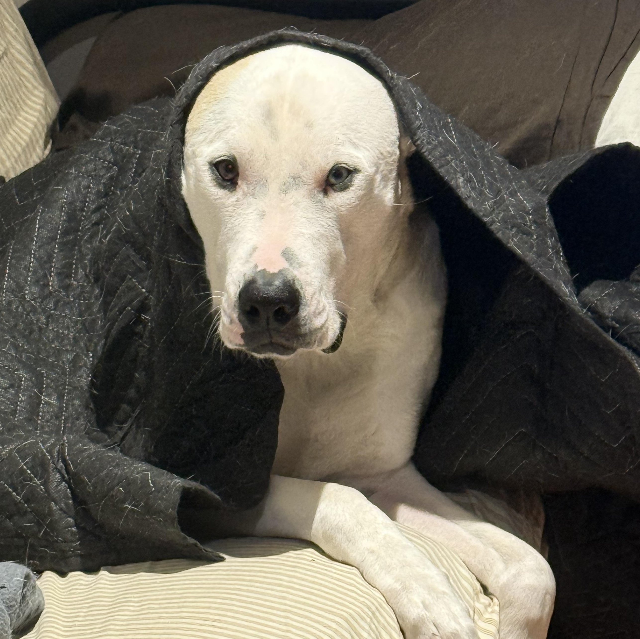 Kingston, a Adoptable Mixed Breed in Saskatoon, SK image 3/6