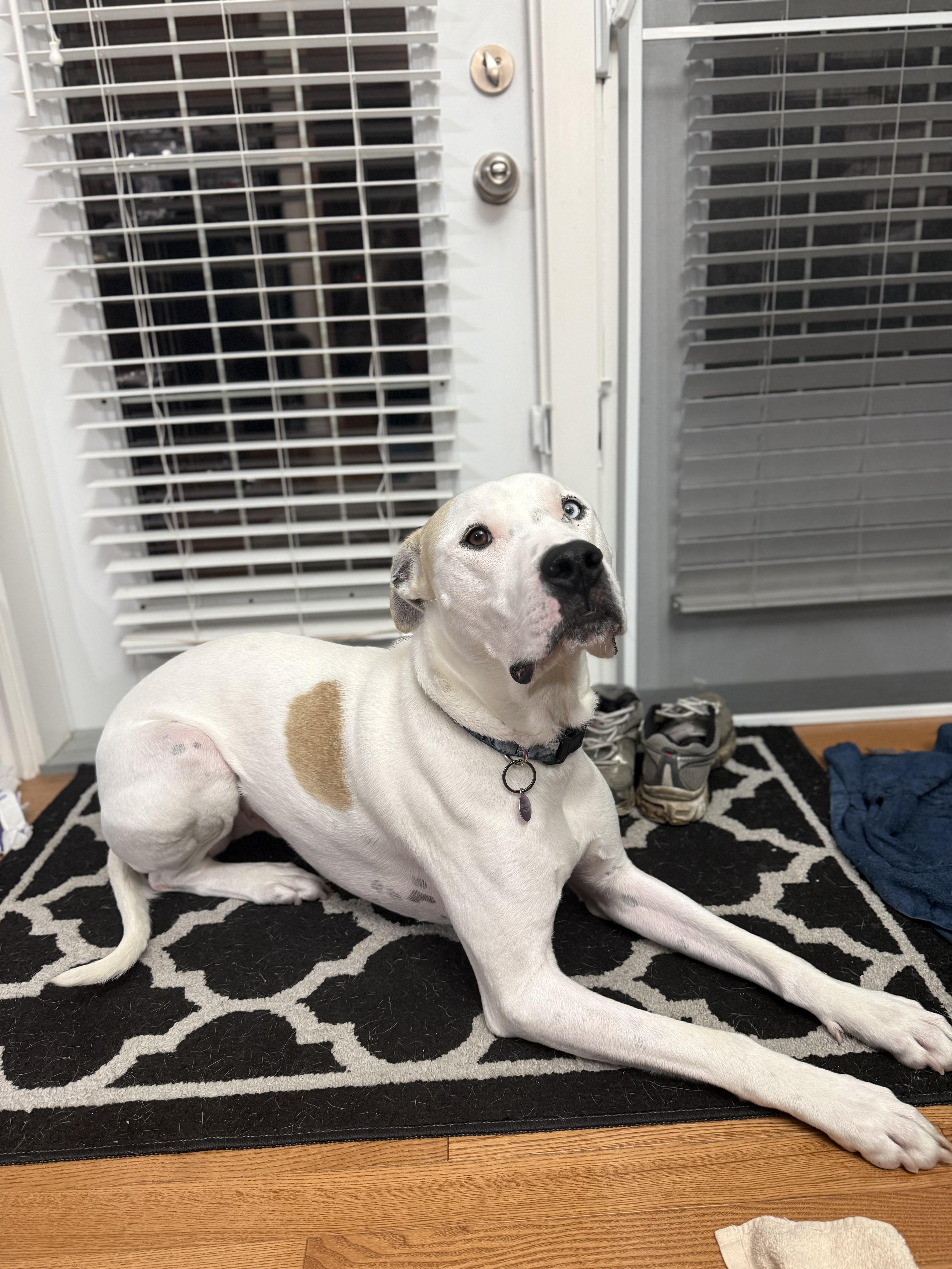 Kingston, a Adoptable Mixed Breed in Saskatoon, SK image 4/6