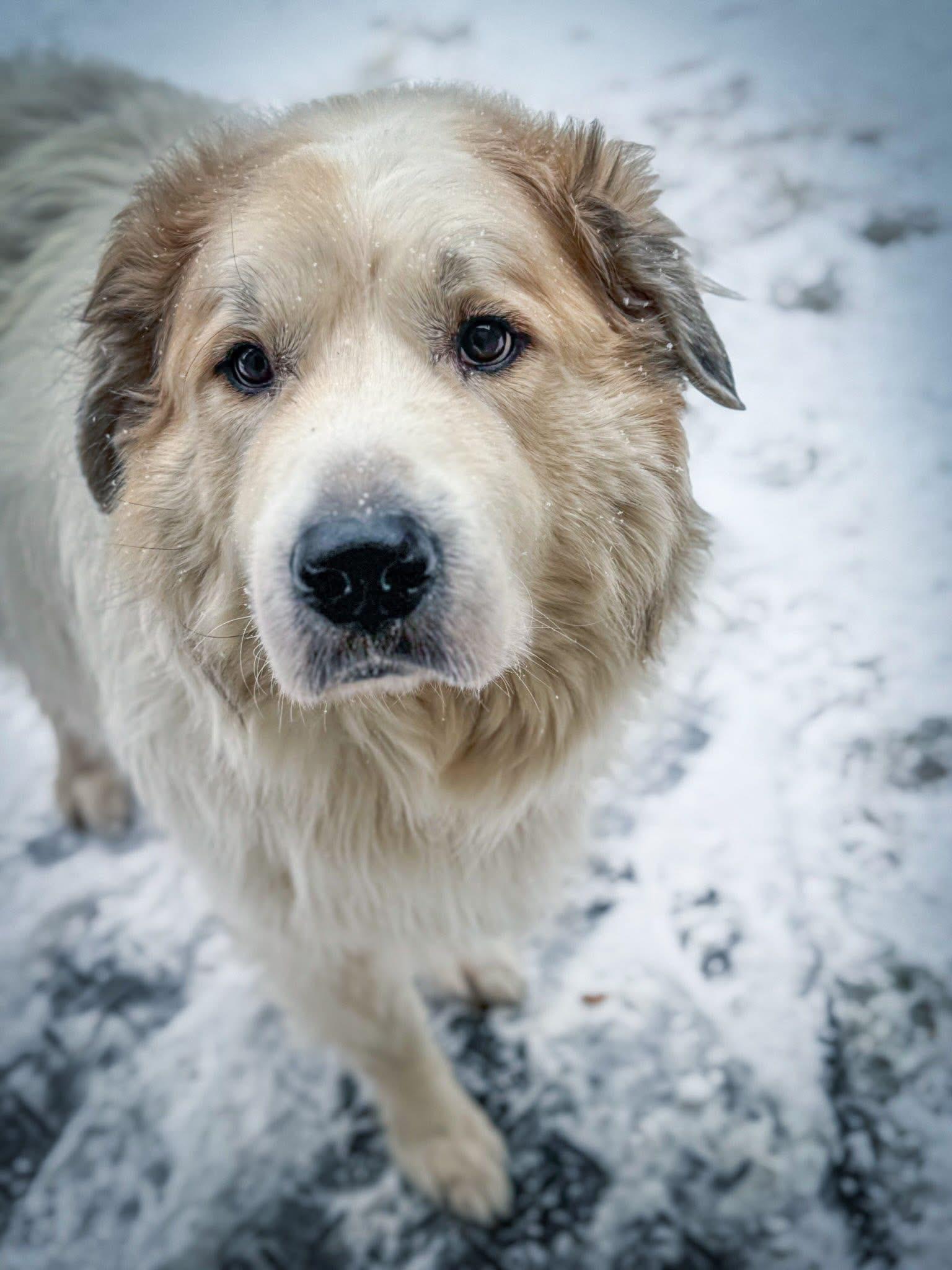 Enlarge Arrow(RoRo), a ADOPTABLE Great Pyrenees in Neshkoro, WI image 3/4