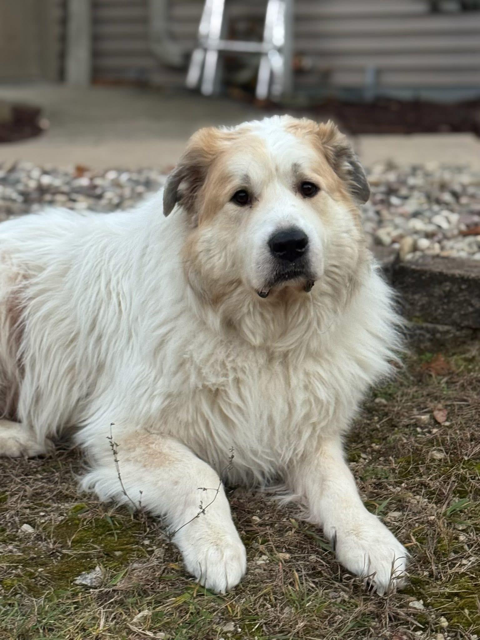Enlarge Arrow(RoRo), a ADOPTABLE Great Pyrenees in Neshkoro, WI image 1/4
