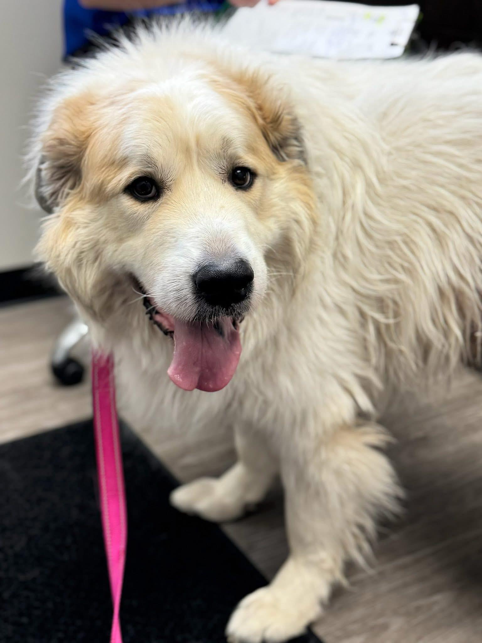 Enlarge Arrow(RoRo), a ADOPTABLE Great Pyrenees in Neshkoro, WI image 2/4