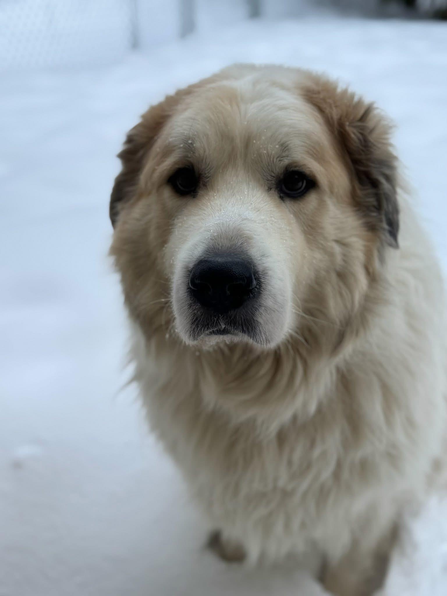Enlarge Arrow(RoRo), a ADOPTABLE Great Pyrenees in Neshkoro, WI image 4/4