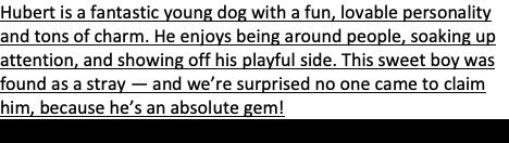 Hubert, Adoptable, Young Male Hound & Doberman Pinscher.