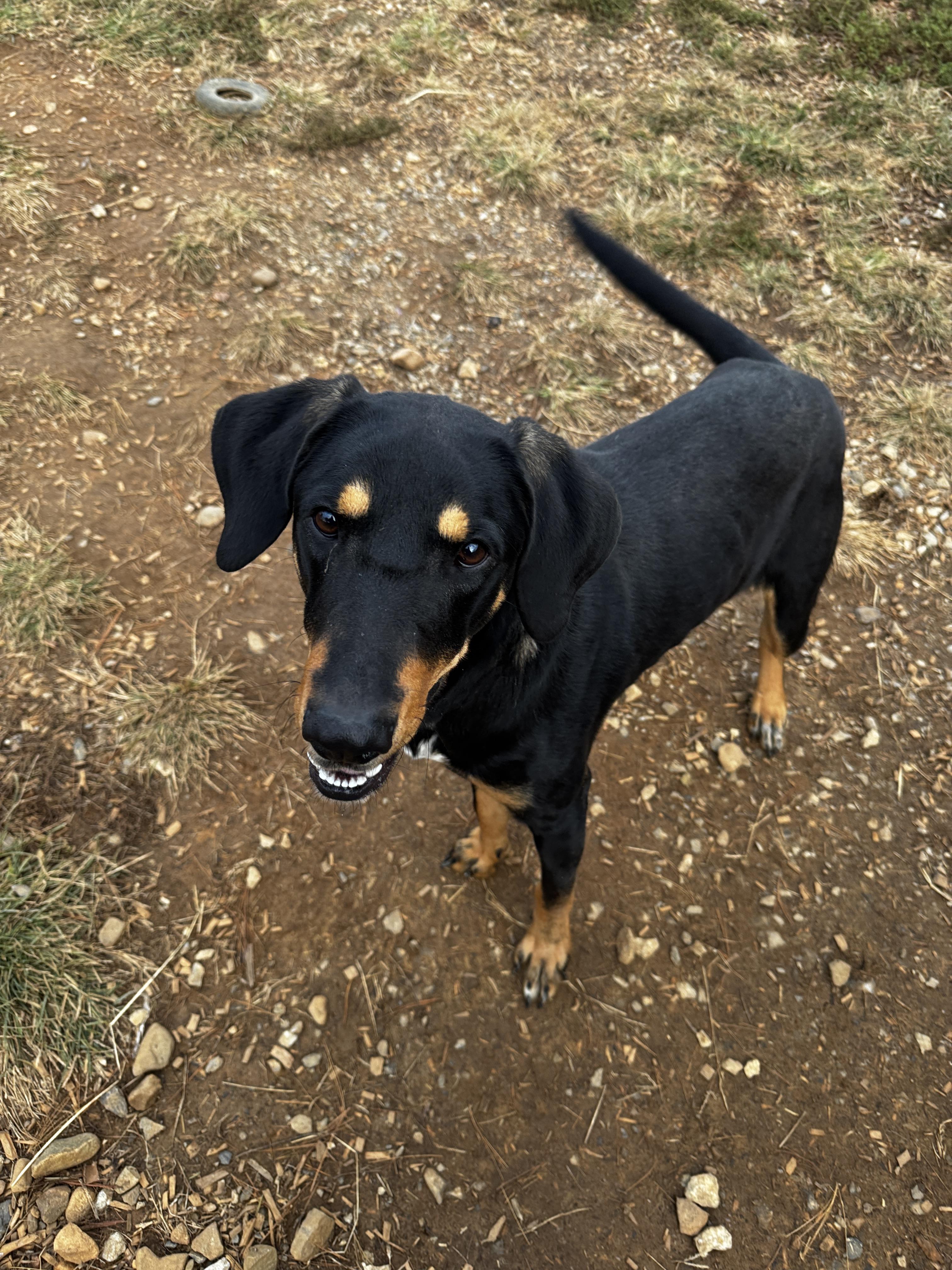 Enlarge Hubert, a Adoptable mixed breed in Rogersville, TN image 2/5