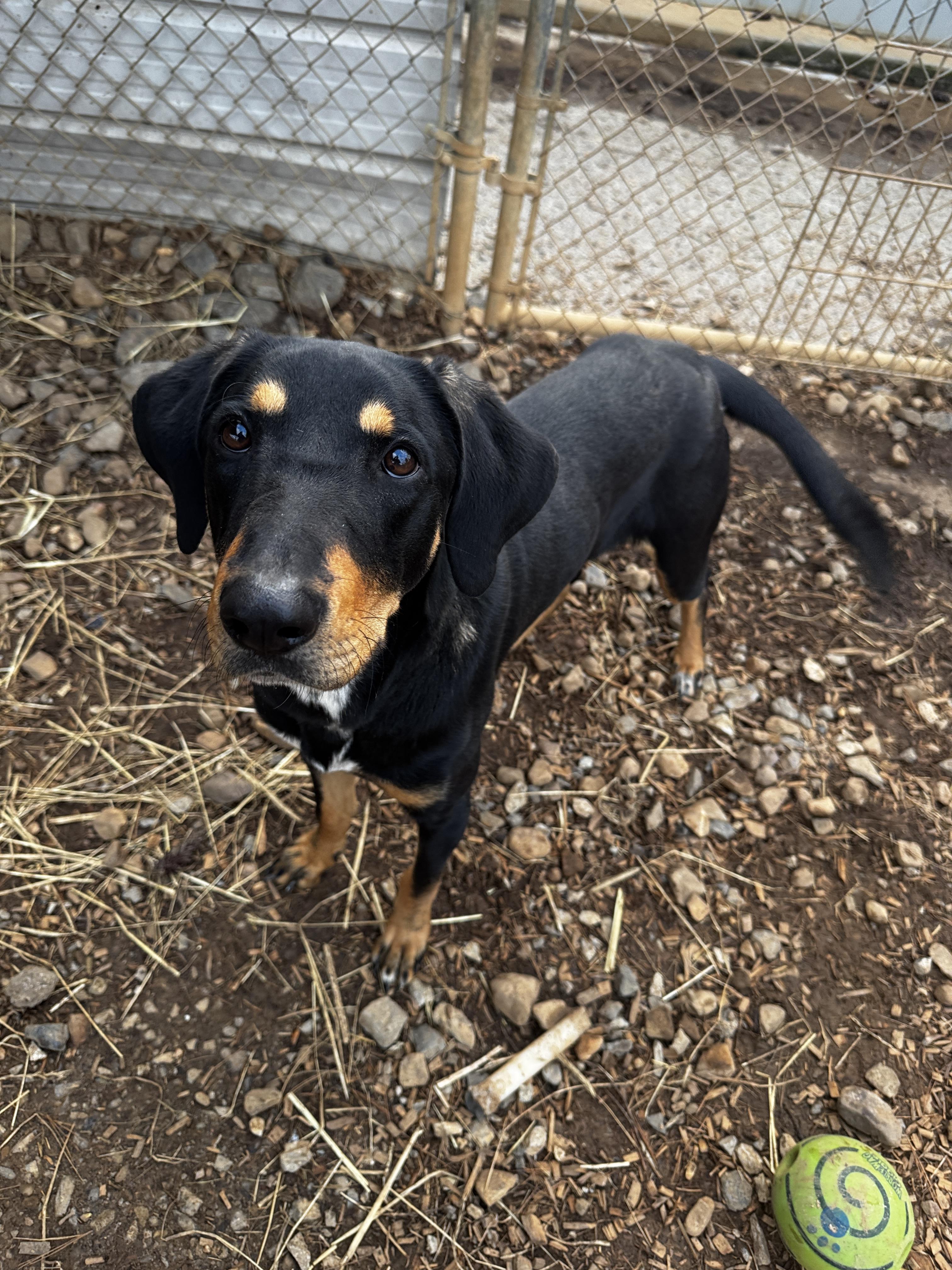 Enlarge Hubert, a Adoptable mixed breed in Rogersville, TN image 3/5