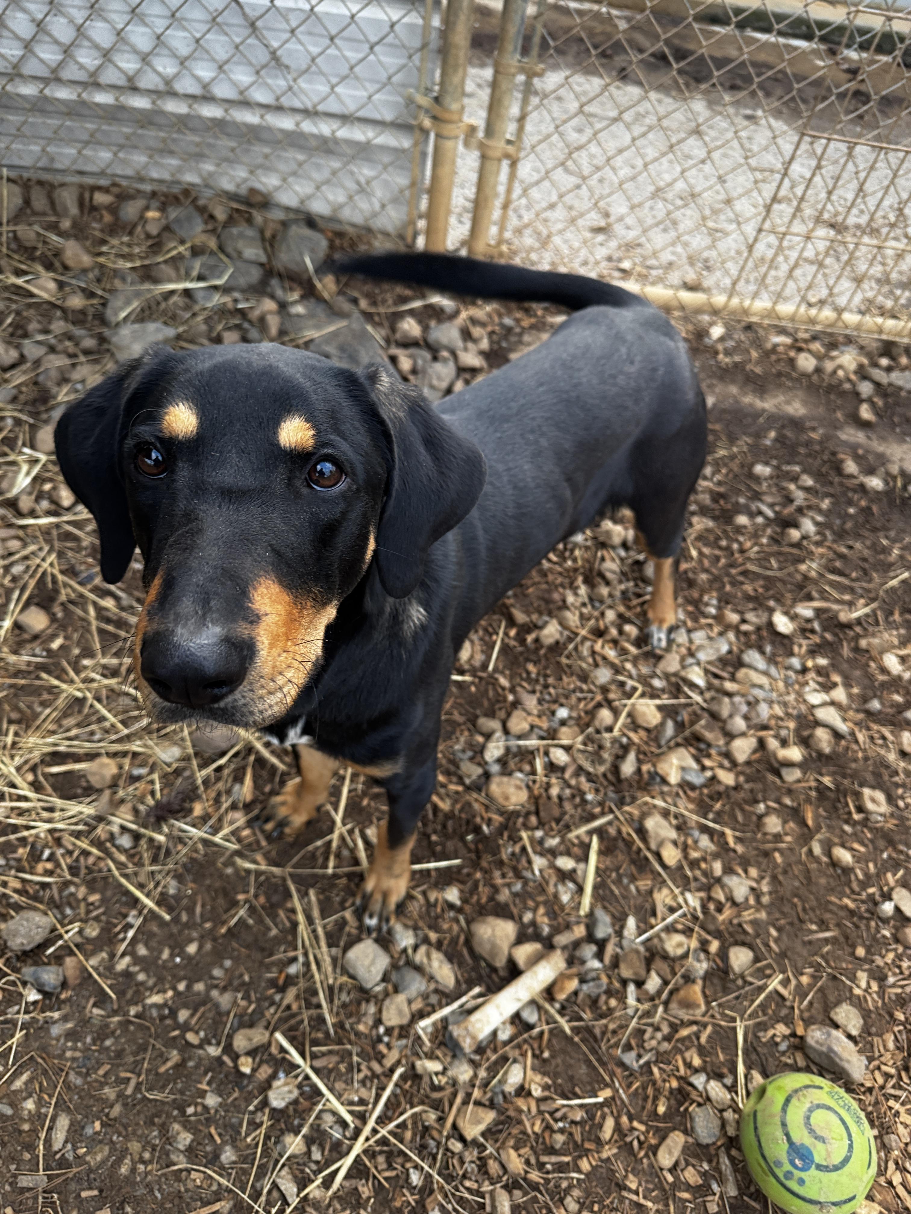 Enlarge Hubert, a Adoptable mixed breed in Rogersville, TN image 5/5