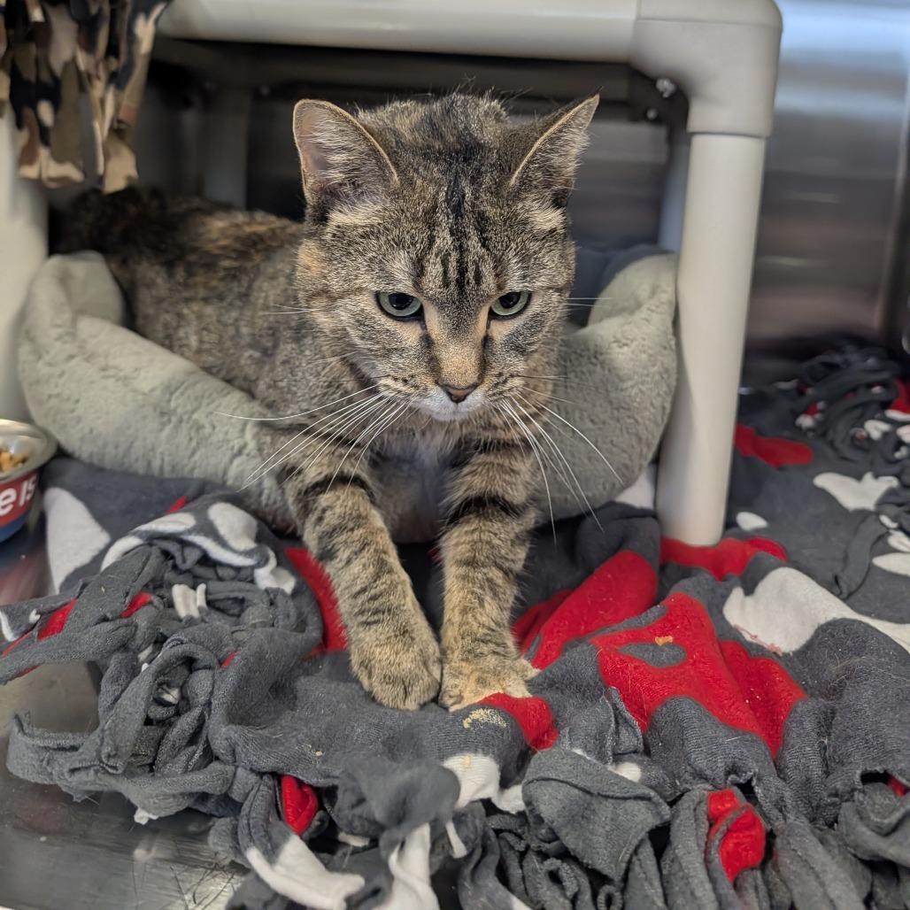 Wednesday, Adoptable, Adult Female Domestic Short Hair & Mixed Breed.