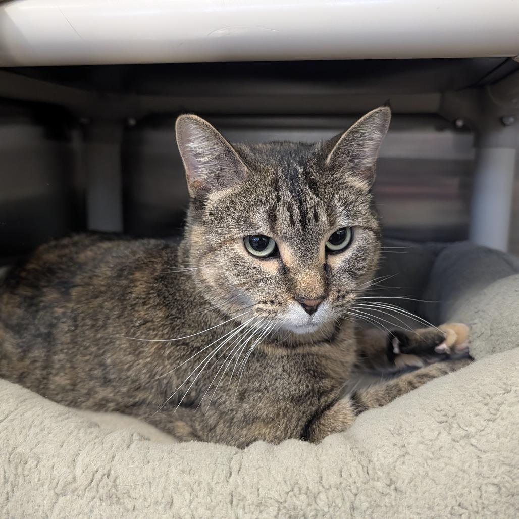 Enlarge Wednesday, a Adoptable mixed breed in Saint Cloud, MN image 2/6