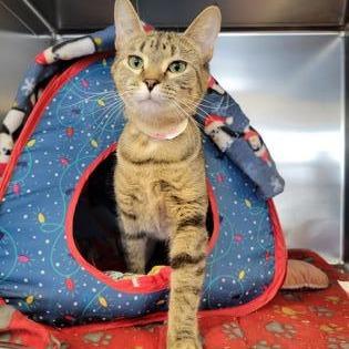 Enlarge Wednesday, a Adoptable mixed breed in Saint Cloud, MN image 3/6