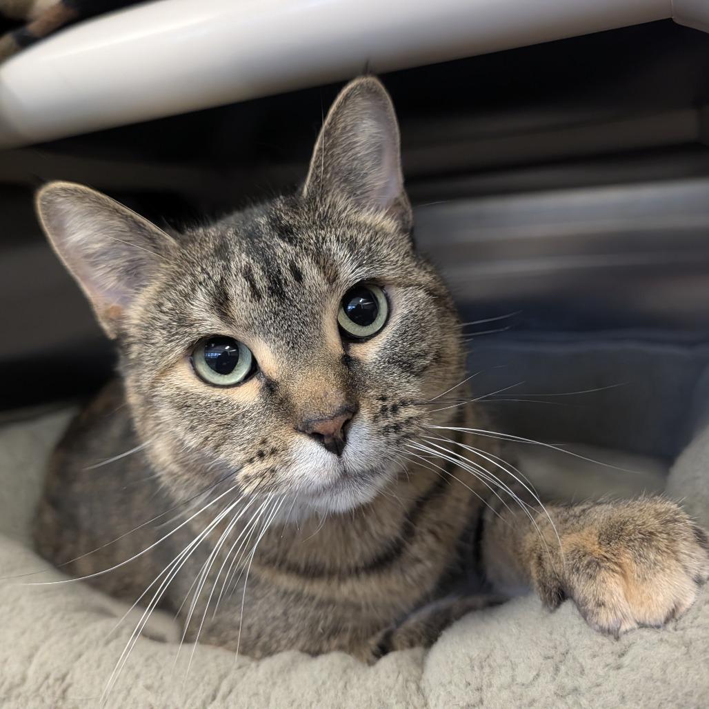 Enlarge Wednesday, a Adoptable mixed breed in Saint Cloud, MN image 4/6
