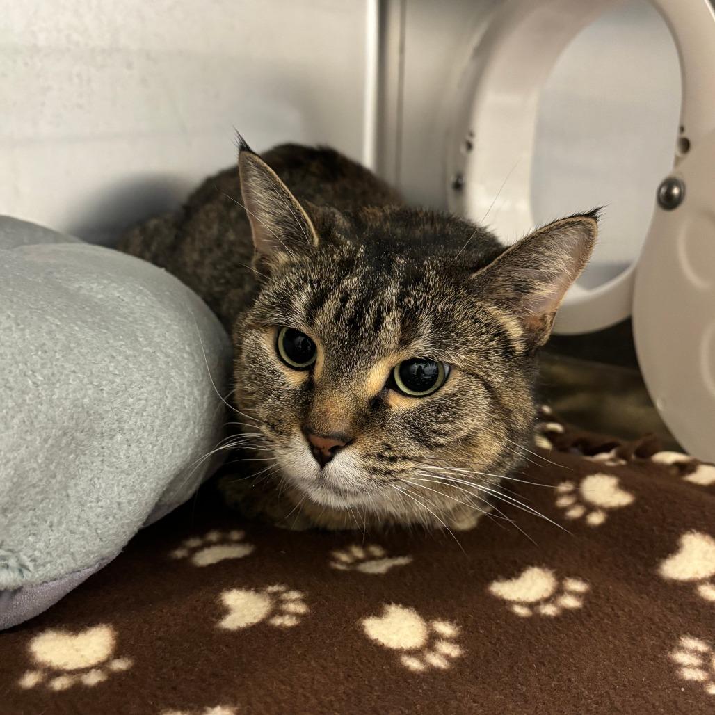 Enlarge Wednesday, a Adoptable mixed breed in Saint Cloud, MN image 5/6