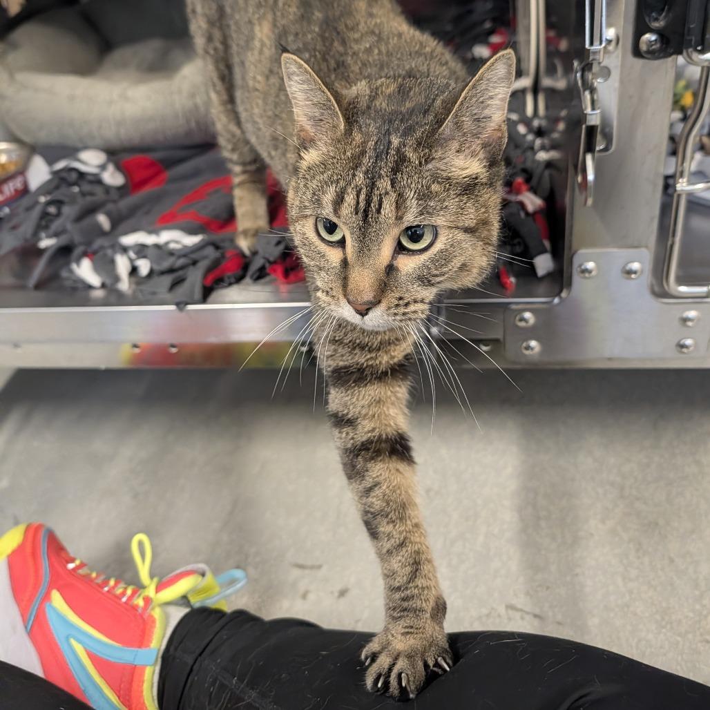 Enlarge Wednesday, a Adoptable mixed breed in Saint Cloud, MN image 6/6