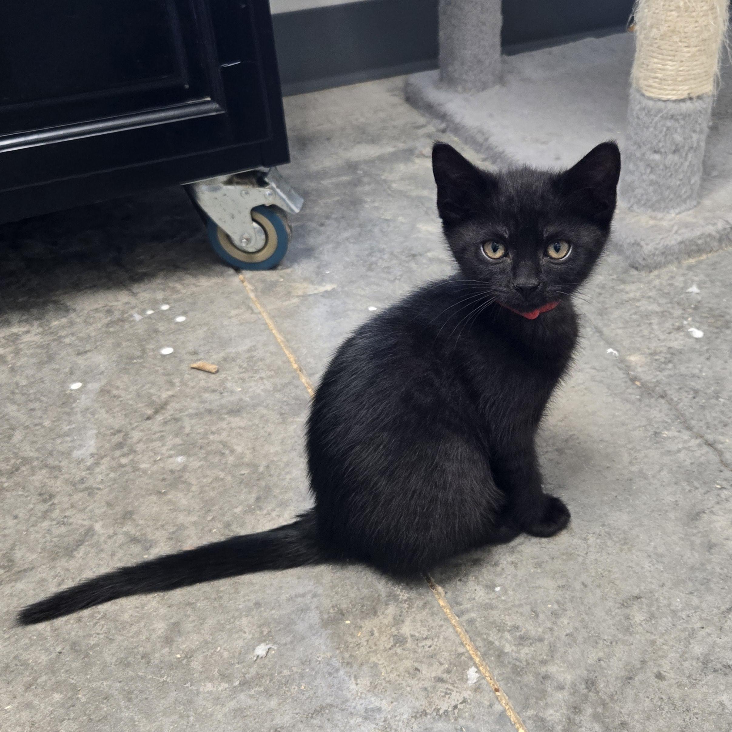 Enlarge Dexter, a Adopted Domestic Short Hair in Tyner, KY image 1/2