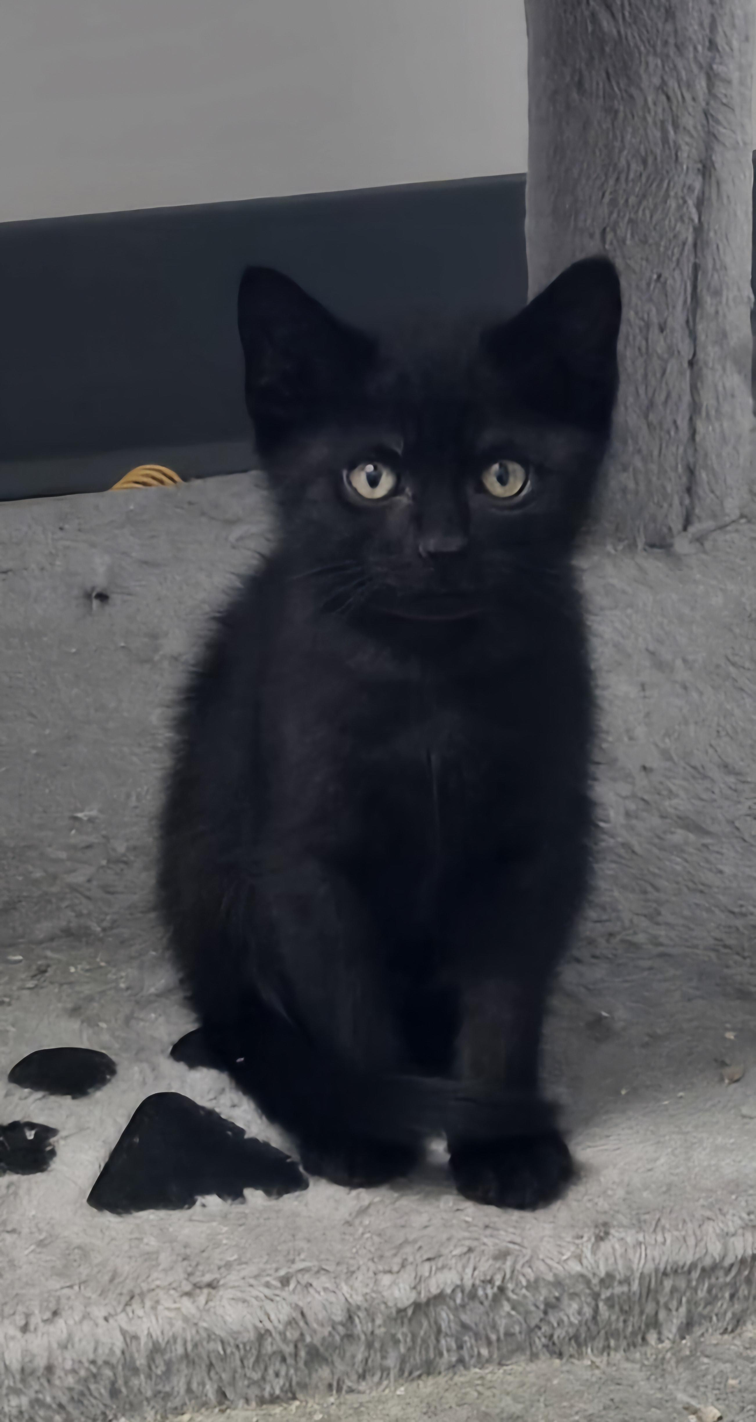 Enlarge Dexter, a Adopted Domestic Short Hair in Tyner, KY image 2/2