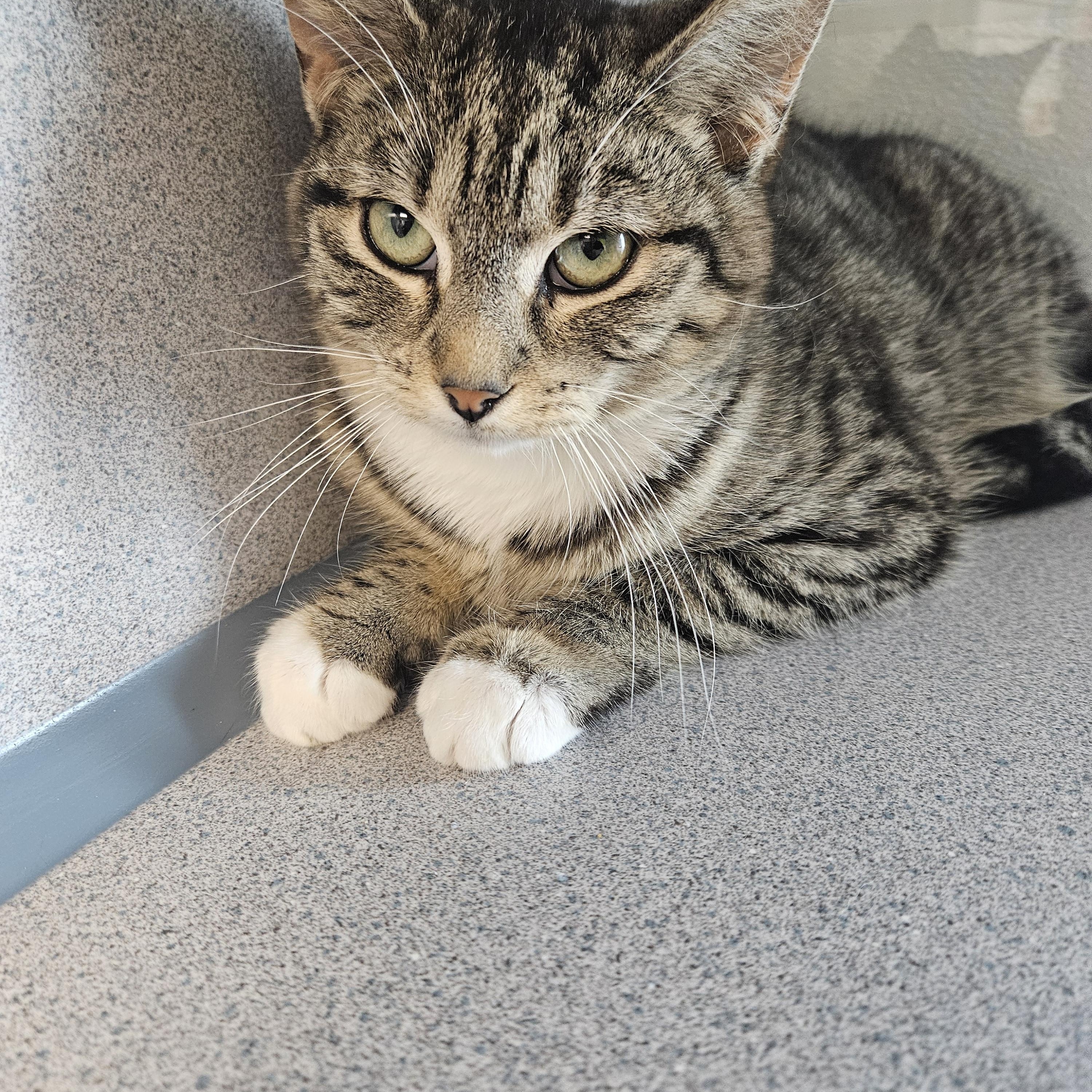 Torta, Adult Female Domestic Short Hair