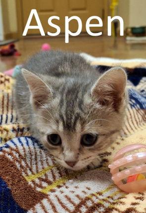 Aspen, a Adopted Domestic Short Hair in Mountain View, AR image 1/3
