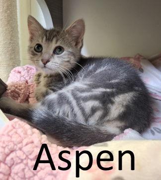 Aspen, a Adopted Domestic Short Hair in Mountain View, AR image 2/3