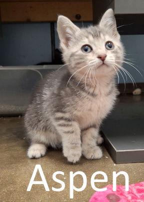 Aspen, a Adopted Domestic Short Hair in Mountain View, AR image 3/3