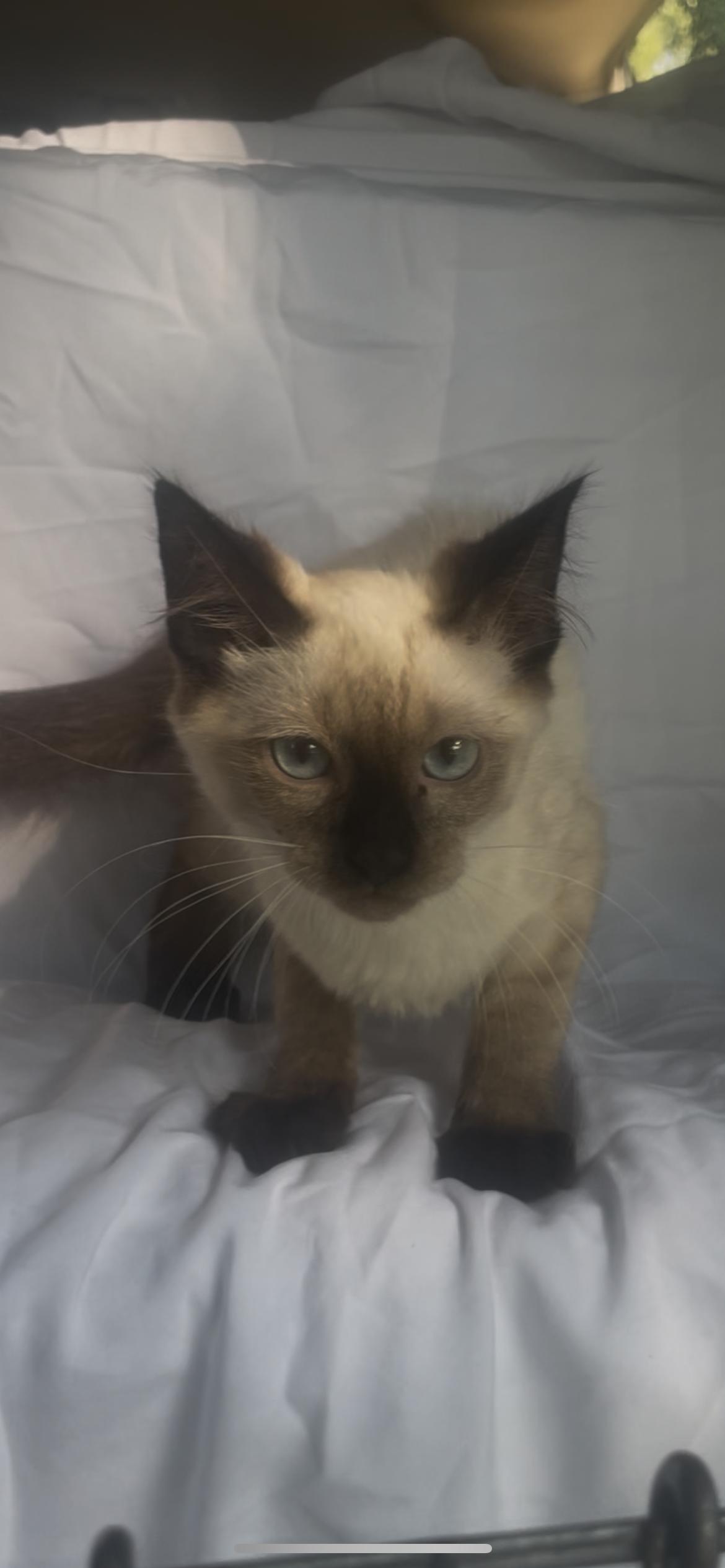 Mochi, adopted, Kitten Male Siamese.