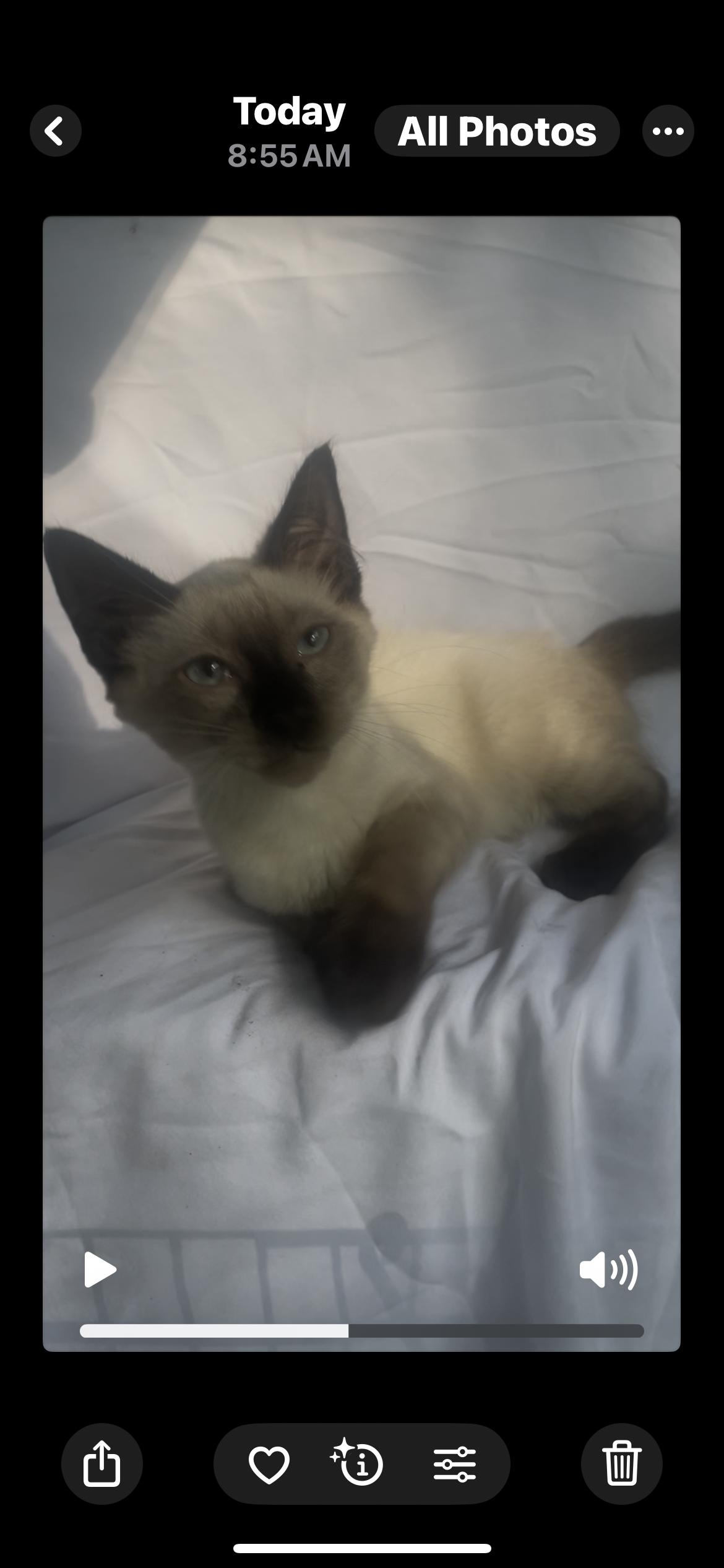 Enlarge Mochi, an adopted Siamese in Baton Rouge, LA image 2/2