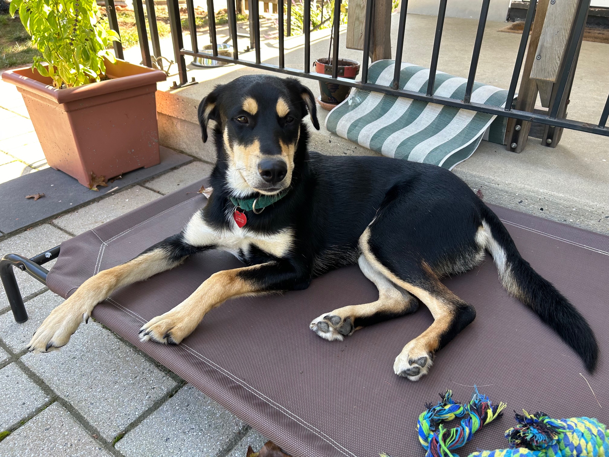 Reno Gentle Boy Loves other dogs, Adopted, Adult Male Husky & Rottweiler.