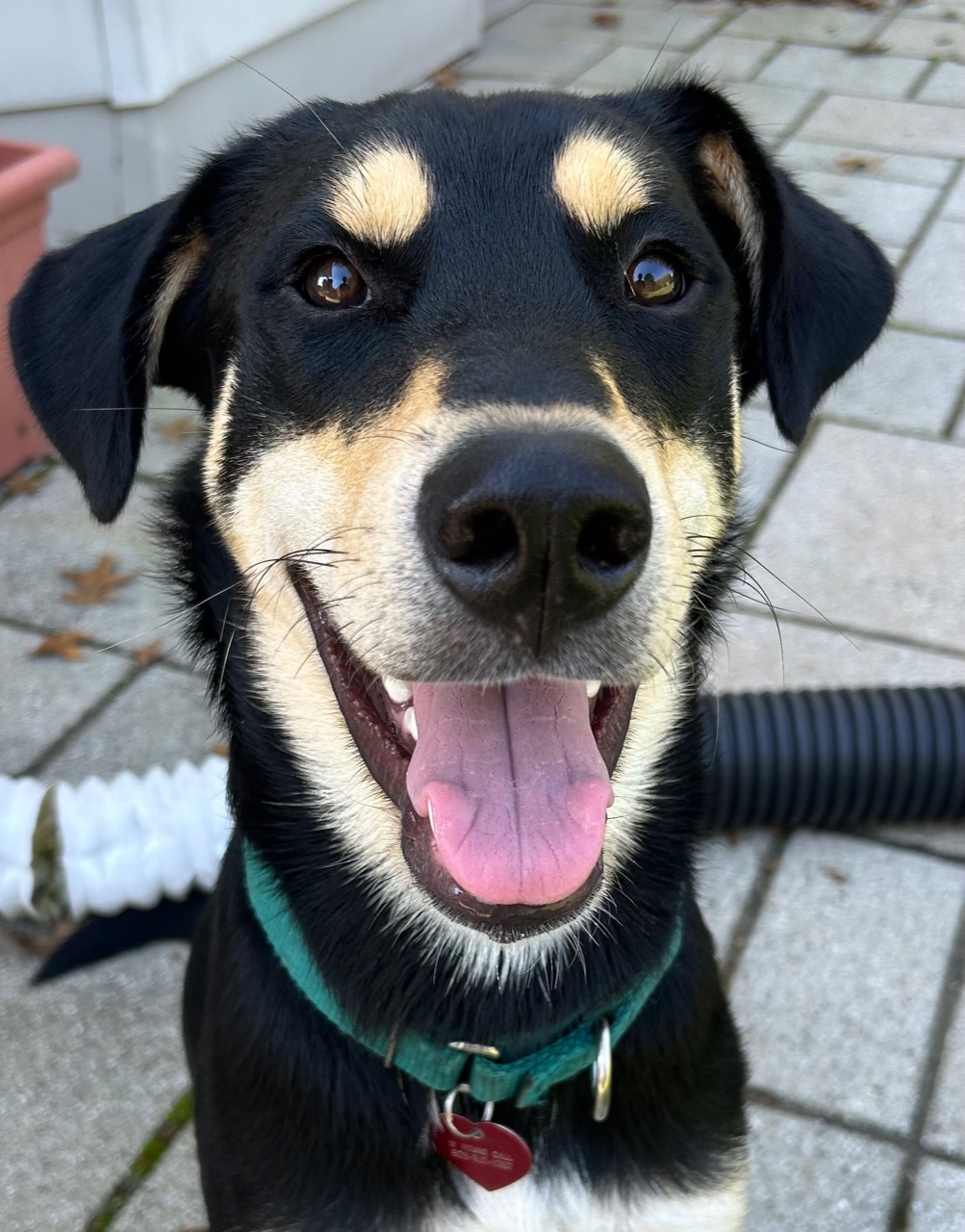 Enlarge Reno Gentle Boy Loves other dogs, a Adopted mixed breed in Williamstown, NJ image 3/5