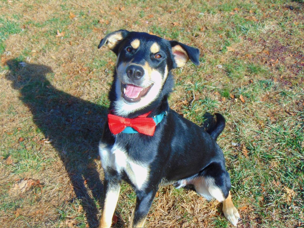 Enlarge Reno Gentle Boy Loves other dogs, a Adopted mixed breed in Williamstown, NJ image 2/5