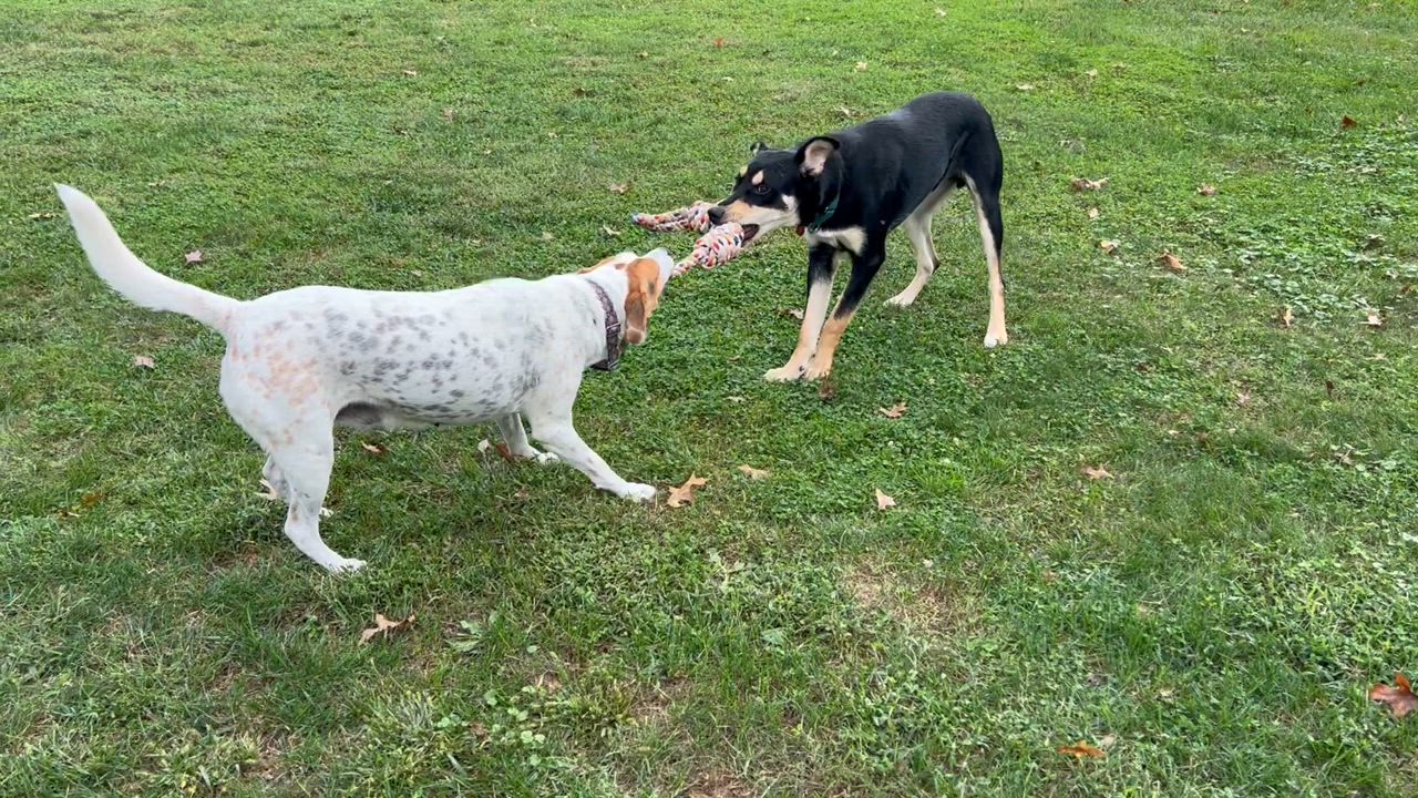 Enlarge Reno Gentle Boy Loves other dogs, a Adopted mixed breed in Williamstown, NJ video 4/5
