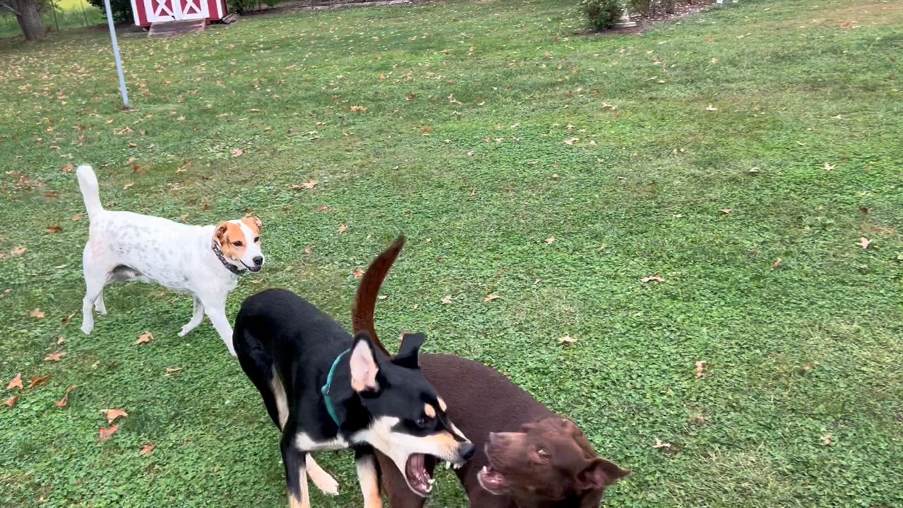 Enlarge Reno Gentle Boy Loves other dogs, a Adopted mixed breed in Williamstown, NJ video 5/5