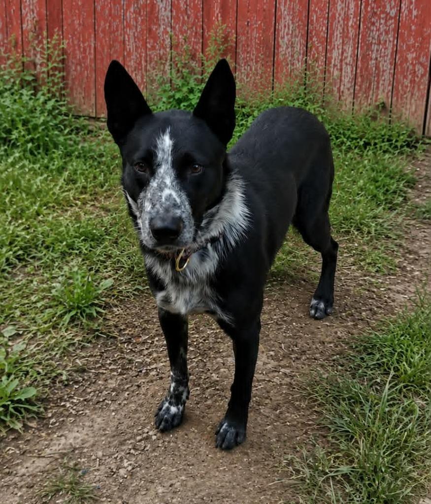 Jim, Adoptable, Young Male Australian Cattle Dog / Blue Heeler.