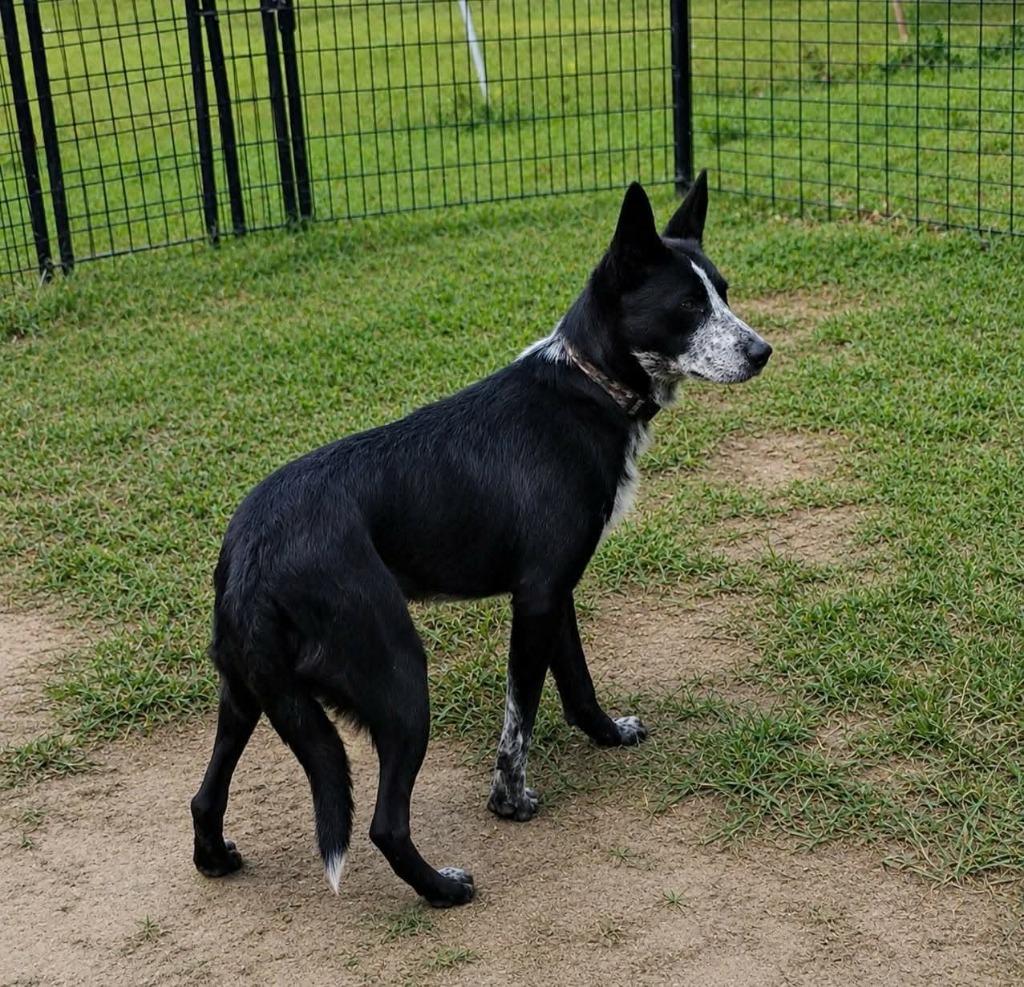 Enlarge Jim, a Adoptable Australian Cattle Dog / Blue Heeler in Indianapolis, IN image 2/3