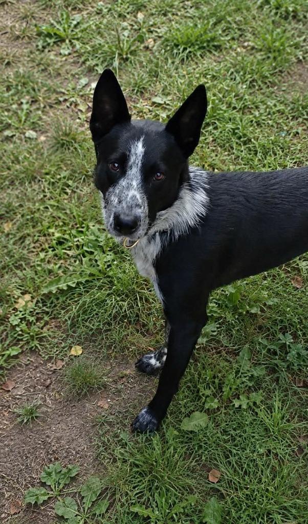 Enlarge Jim, a Adoptable Australian Cattle Dog / Blue Heeler in Indianapolis, IN image 3/3