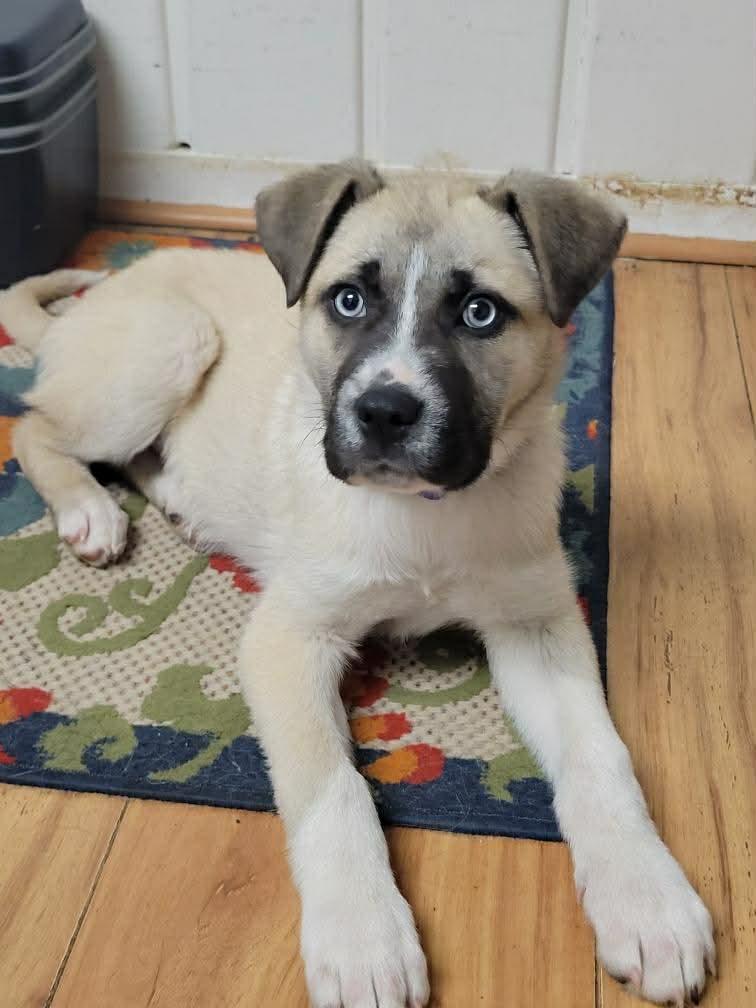 Enlarge Larkin, a ADOPTABLE Mixed Breed in Grand Rapids, MI image 2/4