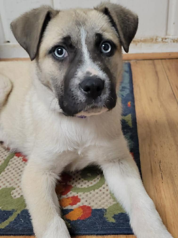 Larkin, ADOPTABLE, Puppy Female Mixed Breed.