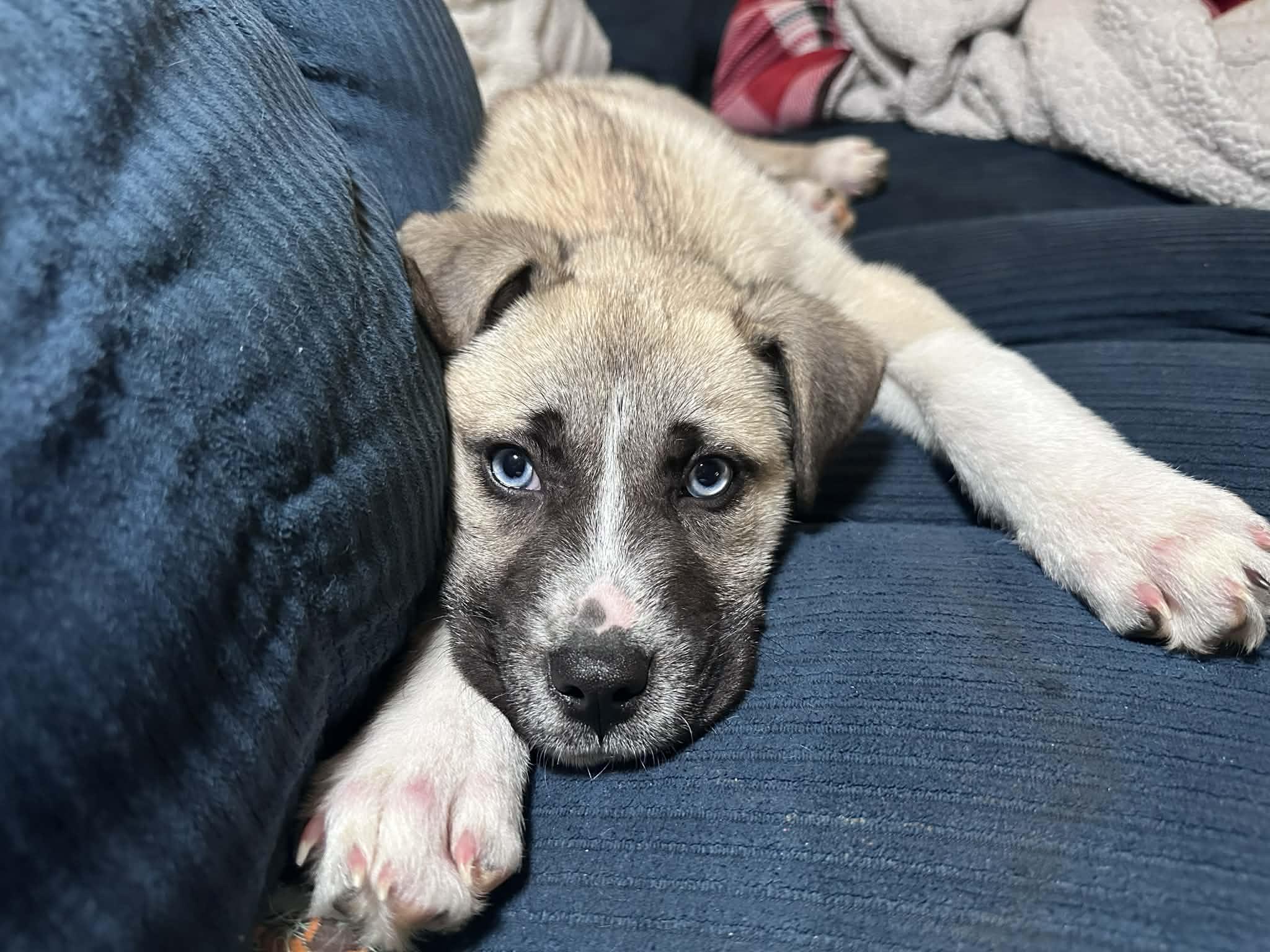 Enlarge Larkin, a ADOPTABLE Mixed Breed in Grand Rapids, MI image 4/4