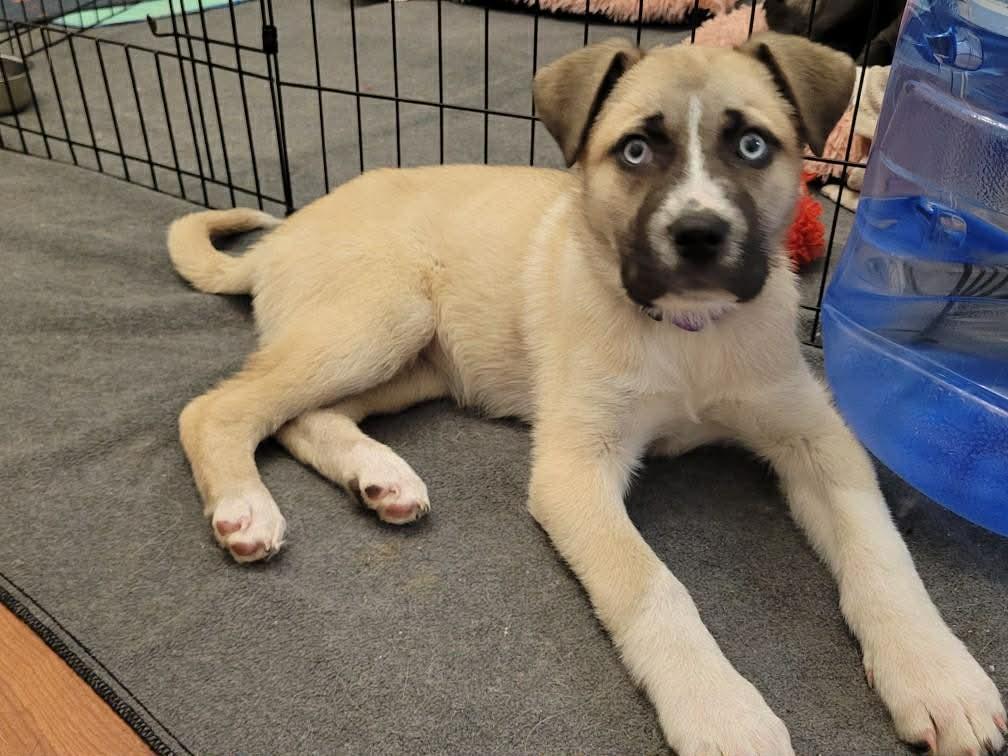 Enlarge Larkin, a ADOPTABLE Mixed Breed in Grand Rapids, MI image 3/4