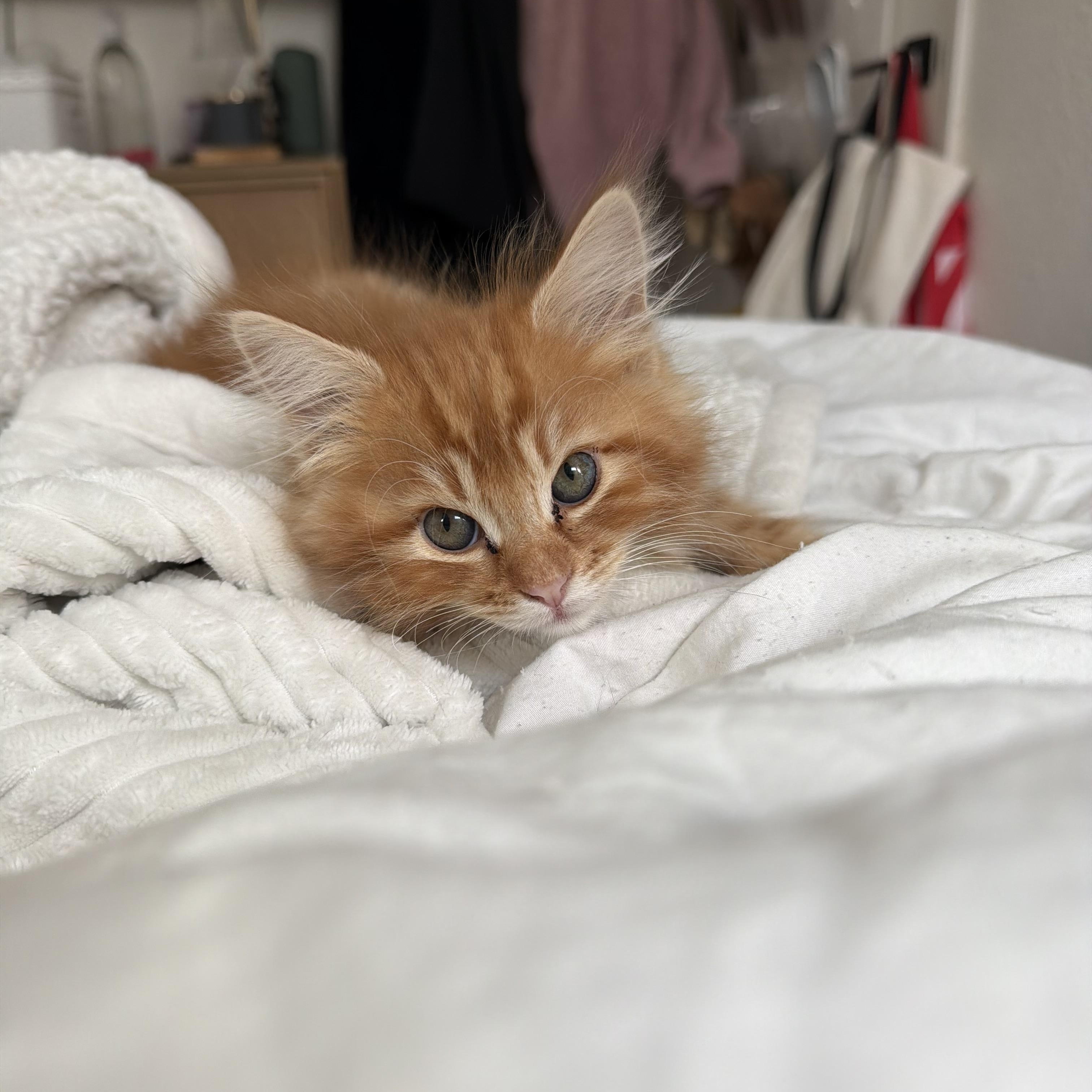 Enlarge Poppy, an adoptable Tabby in Oakley, CA image 3/3