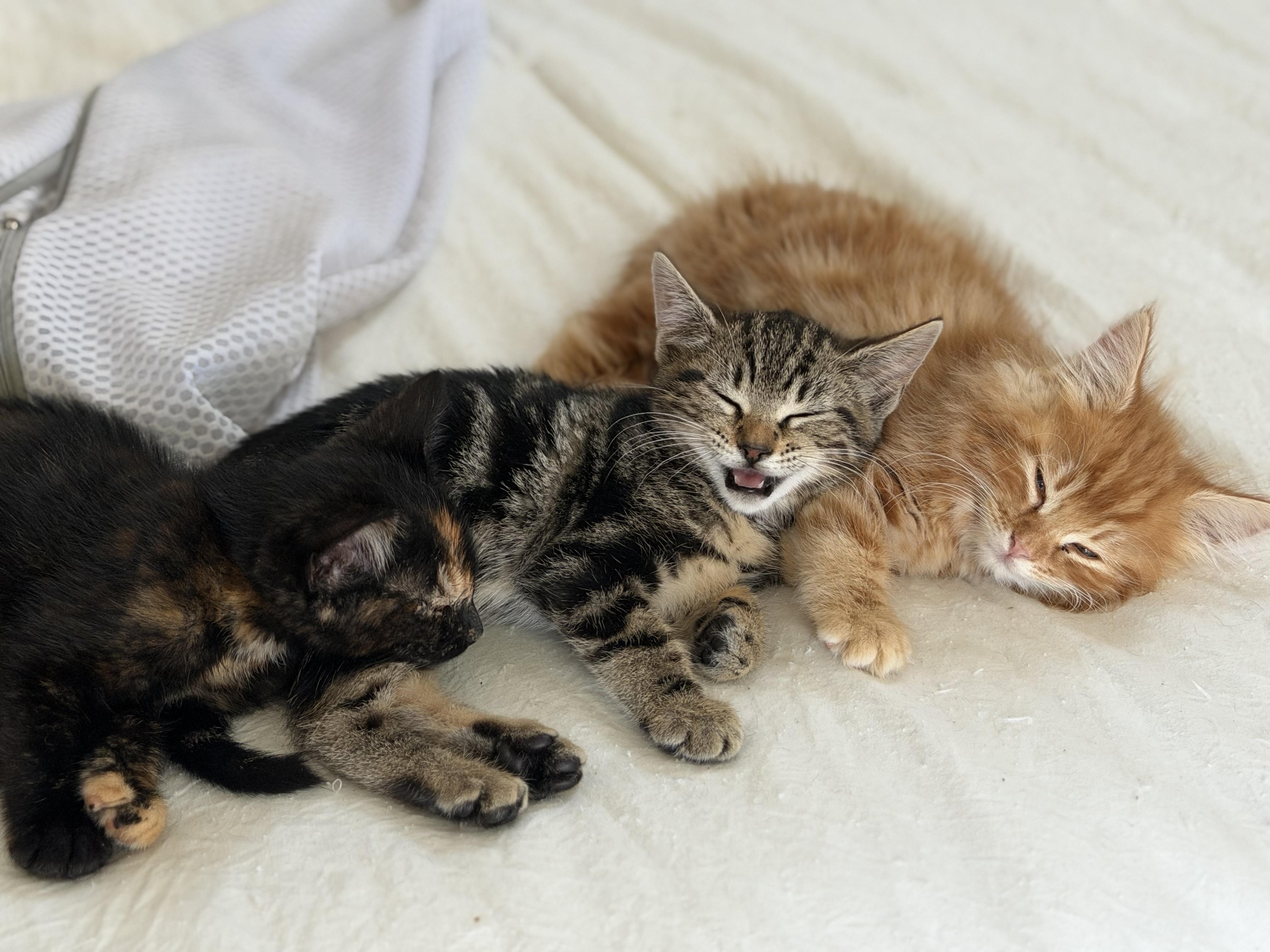 Enlarge Poppy, an adoptable Tabby in Oakley, CA image 2/3