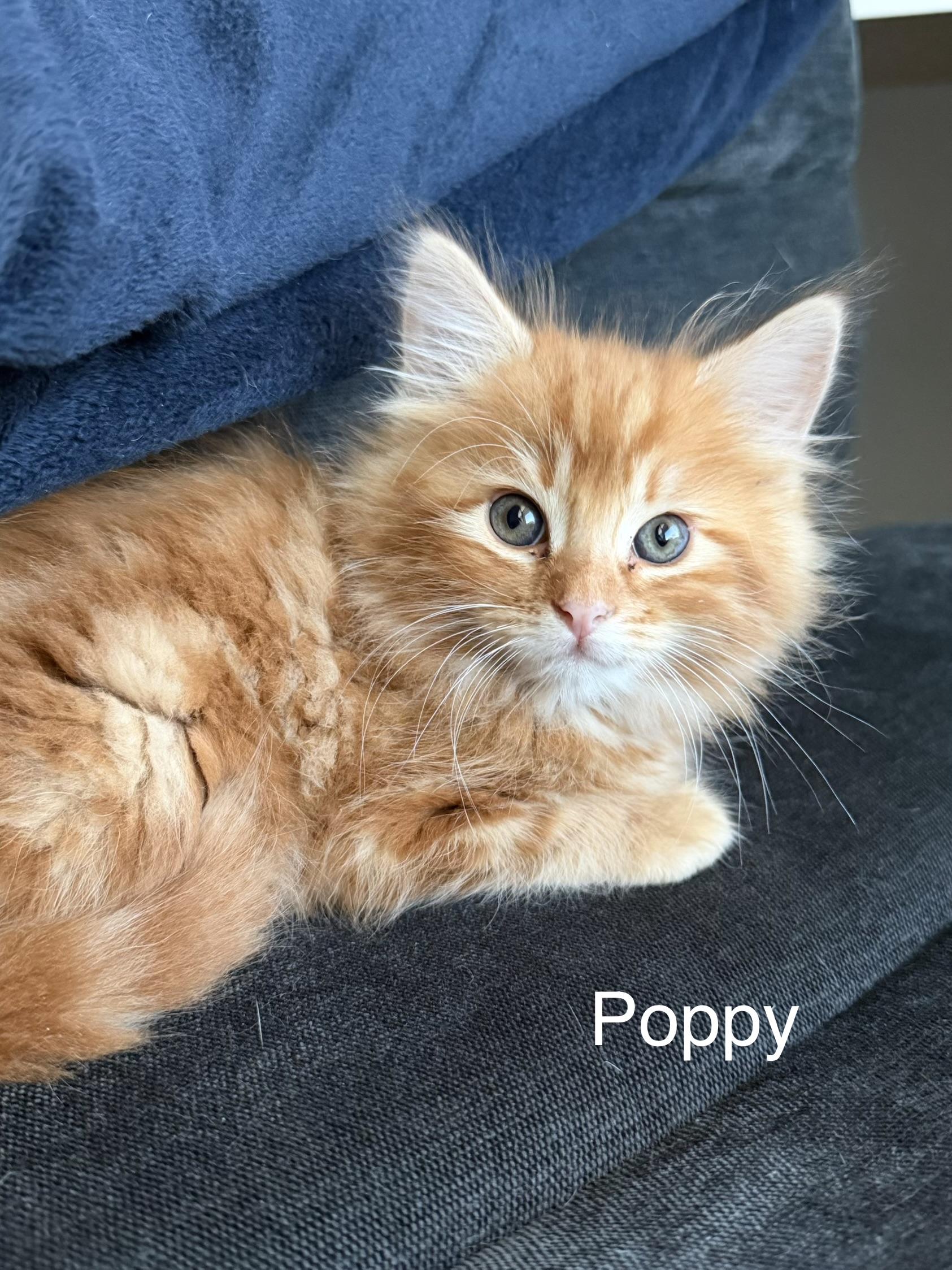 Enlarge Poppy, an adoptable Tabby in Oakley, CA image 1/3