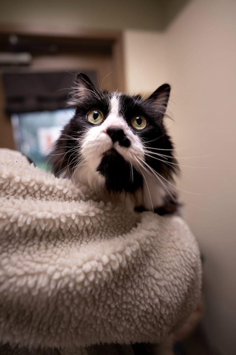 Bunz (Rudy Valentino), Adoptable, Senior Male Domestic Long Hair.