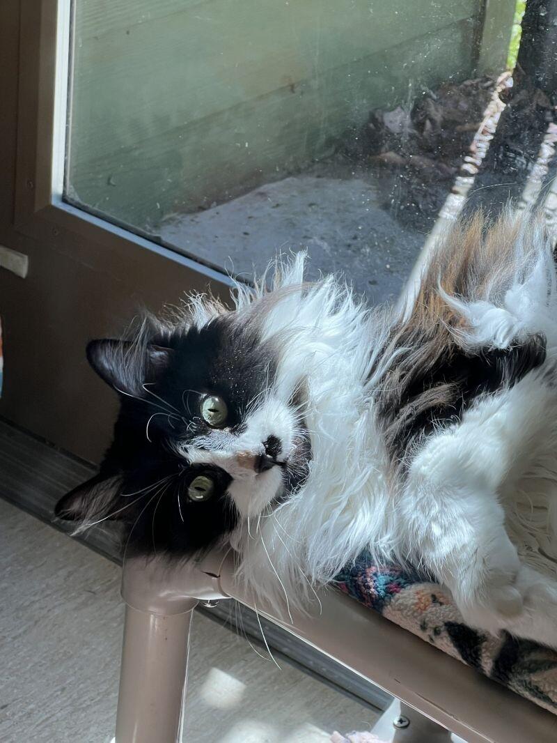 Bunz (Rudy Valentino), Adoptable, Senior Male Domestic Long Hair.